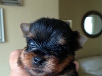 Takomi 3 Wochen Hier bin ich 3 Wochen und mein neues Frauchen hat mich entdeckt -- Hurraaa!!!!