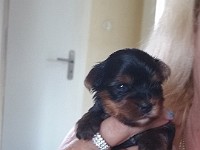 Takomi 4 Wochen Mein neues Frauchen kam mich besuchen