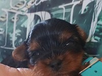 Takomi 4 Wochen und es war Liebe auf den ersten Blick --beiderseits --