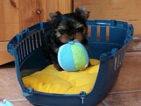 Takomi 10 Wochen Na gut, ich will mal nicht so sein