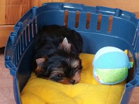 Takomi 10 Wochen Will man mich mit einem Ball bestechen?