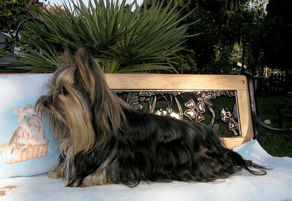 Gismo_auf_der_Bank_2008_M Gismo_auf_der_Bank_2008_M