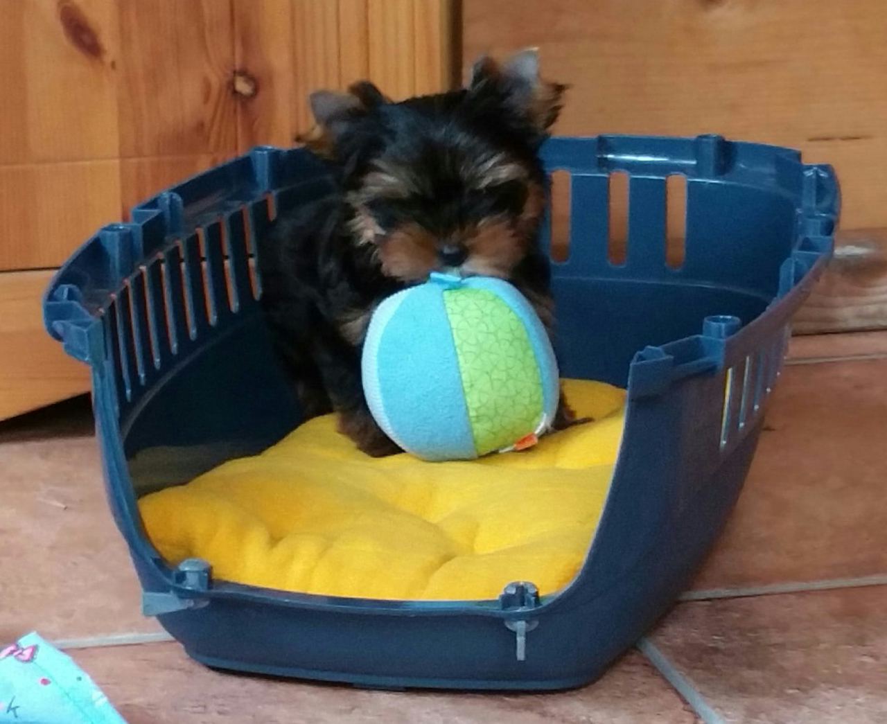 Larry (Sunny) von EL CASSIUS DIO 