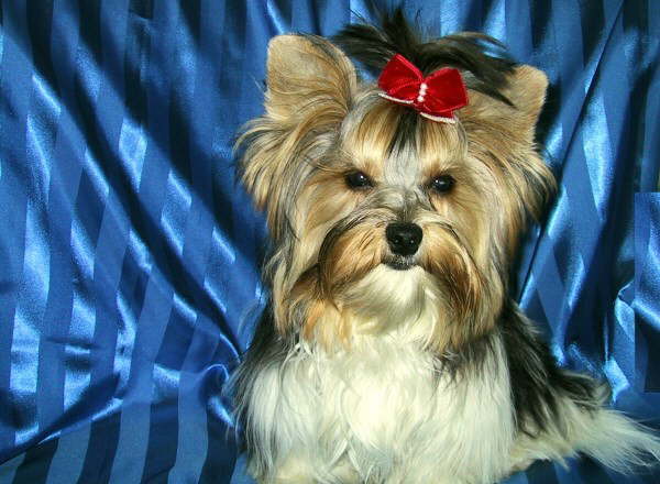 db_caesar107_077611 db_caesar107_077611